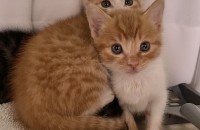 천안)치즈냥이 쌍둥이 형제 가족찾아요