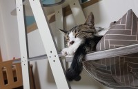 [대구] 코리안 숏헤어 무료분양 드립니다.