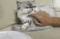 친칠라 4살 여자 중성화O