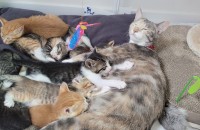 울집 뽀시래기들 분양합니다