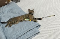 미묘 여아 애기 입양보내요