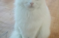 터키쉬앙고라 고양이 무료를 드림