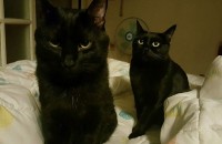 검은고양이 무료분양