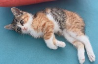 2개월 아기 고양이