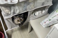 한살 삼색 먼치킨 고양이 가족을 찾습니다(안산