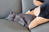 (경북 구미)사랑으로 키워주실분 찾아요!