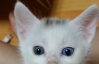 터키쉬 앙고라 코숏 믹스 고양이 분양합니다 (이쁨주의)