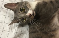 미묘분양보냅니다