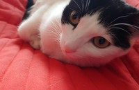 알록달록 점박이 고양이 무료분양합니다