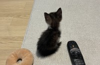 아기고양이 임시보호 하고있습니다