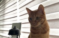 [서울] 14개월된 코숏 예쁜아이 데려가 주실분