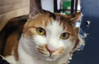 코숏(삼색이) 무료분양해요