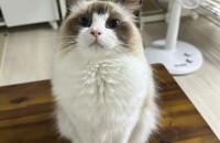 렉돌 고양이 분양합니다