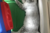 3월 19일생 스코티쉬 스트레이트 여아분양합니다.