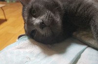 러시안블루 6살 남아 분양합니다^_^ (중성화ㅇ)