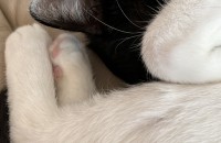 코리안숏헤어 1살 고양이 분양합니다 ◡̈