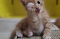 코숏 가정묘 7/10일생 무료 분양 합니다