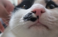 고양이무료분양입니다