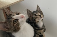 최강귀요미무료분양해드려요