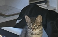 2개월 가량 된 남자 아기고냥이 임보중입니다(고등어)