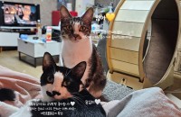 한국고양이 분양해요 도와주세요