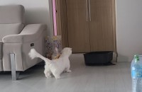 먼치킨 두살 남아 분양합니다