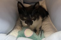 애기 길고양이 무료로 분양합니다