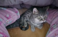 아메리칸 숏헤어 , 여아 분양 합니다