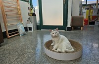 고양이 무료분양