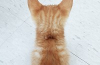 아기고양이 분양