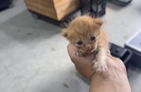 아기 고양이 가족이 되어주실 분 찾습니다
