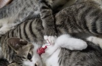 2달된 아기고양이 5마리입니다.