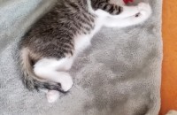 2달된 고양이 아가들 분양합니다.