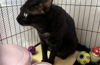 코리안숏헤어 고등어