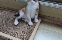 고양이무료분양 2개월령 한국고양이 입니다