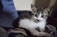 고양이무료분양 2개월령 한국고양이 입니다