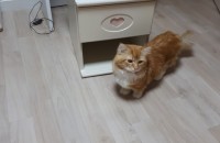 먼치킨 고양이 무료분양합니다