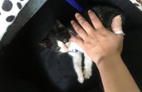 경기도 구리시 2개월령 새끼 고양이 수컷추정 입양하실분