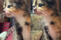 3개월 아기고양이 분양합니다!