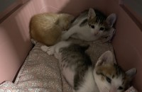 길고양이(개냥이)어미,새끼3마리 무료분양 합니다.