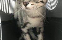 부산 아메리칸 숏헤어 남아(중성화 완료)