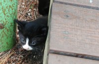 쫓겨날위기에처한길고양이 무료분양해드립니다ㅠ도와주세요