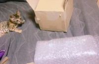 울산 길고양이 맡아주실분을 찾습니다
