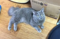 고양이 무료 분양합니다.. 러시안블루 1.5살