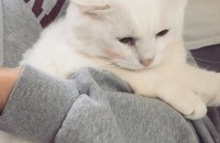 터키쉬앙고라(남-중성화) 무료분양합니다