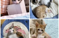 예쁜 아기고양이 무료분양합니다