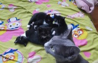 고양이 무료분양.