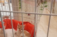 터앙믹스묘 무료분양 청주 오창