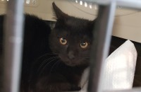 예쁘고 사랑스러운 <검은 아기 고양이> 무료 분양