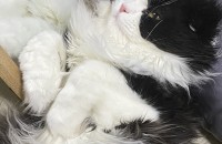 하이랜드폴드 남아 분양합니다 1년3개월 됐어요